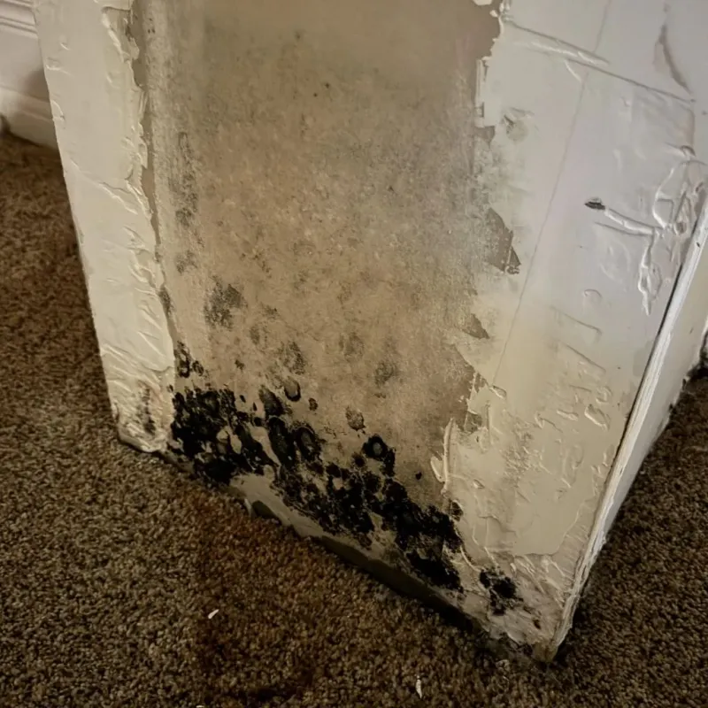 Professional Mold Removal in Saint George, ME